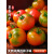 新鲜草莓柿子西红柿自然熟铁皮柿子盘锦碱地丹东水果番茄5斤蔬菜 适合生吃 3斤