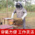 养蜂防护服抓蜜蜂工具防蜂衣连体防蛰透气全套加厚防护服 橡胶手套+连体蜂服M码 (40kg55k