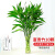 蓓尔蓝 EB253 富贵竹转运竹子客厅绿植盆栽 60厘米10棵+六角玻璃瓶