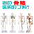 山顶松 人体骨骼模型 骨架人体模型 成人小骷髅教学模型脊椎全身 170CM 肌肉着色椎间盘神经附韧带 1副 
