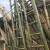 竹梯直梯工程电力直梯工程梯子幼儿园攀爬竹梯子B 1.5米长（普通梯子）