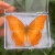真蝴蝶标本真昆虫天堂已展翅盒装儿童礼物手工教学可取出 文蛱蝶 其他长方形尺寸 独立
