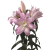 花支蕊带芽香水百合种球百合花种子球根花卉植物盆栽绿植香水百合种球 索邦 12+