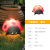 万观天led动物造型灯防水卡通园林公园景区发光松鼠雕塑灯 七星瓢虫-暖光(AC-220V)