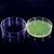 海斯迪克 HKQS-150 加厚玻璃培养皿高硼硅细胞培养皿透明平皿 120mm(10个)