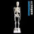 山顶松 人体骨骼模型 骨架人体模型 成人小骷髅教学模型脊椎全身 170CM 肌肉着色椎间盘神经附韧带 1副 