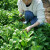 种菜记冰菜种子四季蔬菜水晶冰菜种子阳台盆栽冬季非洲冰草台湾冰菜籽 冰菜种子2000粒