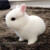 别态萌 侏儒兔子活物宠物兔小型长不大小体兔可做造型盖脸猫猫兔荷兰侏儒兔可送人礼物幼兔兔宝宝小兔子活体 白色圆眼侏儒+多重好礼（公母备注）