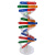 钢骑士 人体基因DNA双螺旋模型 科技小制作手工diy生物科学实验科普教具 人体基因DNA模型（50套起拍） 