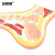 安赛瑞 人体关节肌肉模型 脚关节骨骼肌肉模型 解剖模型MRI踝关节剖面骨科疼痛科教学 601534