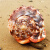 天然海螺贝壳摆件超大万宝螺大世界四大名螺家居创意礼品鱼缸造景珊瑚 11-13厘米小破损
