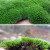 素蜜瑰季园艺 假山草苔藓种子孢子盆景青苔上水石吸水石子花 微星星藓孢子90克