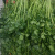 采缇（CAITI）西洋菜新鲜豆瓣菜基地自种鲜蔬菜批发零售4斤 普通包装 两斤