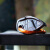 定制攀索ETrigri  1 014户外速降攀岩下降登山保护器龟龟 D014BA01 橙