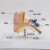 安达通 人体耳解剖模型 耳朵内结构造听觉系统耳鼻喉科展示教学 大耳模型 5倍放大耳朵5倍件（带盖子） 15308