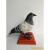 动物模型仿真套装羽毛鸟类生物教学模型幼儿园科普室动植物标本 麻雀
