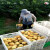 40斤大塑料框周转筐长方形加厚蔬菜水果箱运输鸡蛋筐收纳筐子 筐重4斤45斤长53宽36高30.5