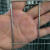 防锈铁丝网养殖网防护网围栏网拦鸡网玉米网圈地网防鼠防蛇防裂网 1米高6.0孔1.6毫粗30米