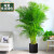 畅微 散尾葵盆栽 凤尾竹室内客厅大型绿植袖珍椰子夏威夷盆景富贵叶子 高度1.7-1.9米一盆 含盆