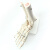 ENOVO颐诺人体高端医学1：1人体踝关节模型