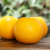 胡柚新鲜当季水果柚子薄皮装黄心大果清凉去火 5斤中果