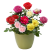 LIEI玫瑰花种子盆栽四季播种开花易活室内盆栽花卉植物室外庭院鲜花种 法国红白200粒+(种植套装)