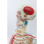 FACEMINI ZH-1 85CM附全身肌肉起止点骨骼标数字人体脊柱模型仿真小白骷髅标本 1