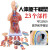 钢骑士 人体躯干解剖模型 器官可拆卸医学教学心脏内脏模型 85CM三性躯干（可拆36件） 