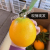 湖南新宁崀山纽荷尔脐橙 黄心橙鲜甜手剥橙新鲜水果脐橙孕妇甜橙 10斤 装 75mm（含）-80mm（不含）