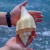 天然海螺贝壳超大稀有名螺黄宝螺 黄海 黄蜗螺 大螺 摆件精致A 13-15cm