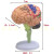 高端医学 神经科脑科人体大脑解剖模型大脑模型脑分区模型 4D拼装脑（尺寸9.3*9.1*4.8CM）