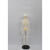 谋福 85CM带神经和椎间盘骨骼模型  教学模型 （85cm人体模型） 
