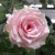 迷你玫瑰花盆栽带花苞四季开花不断室内阳台花卉 公主(大花浓香) 含盆