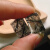 凤喜达母亲节礼物黑发晶散珠满发天l然方糖长形方块水晶手链手串DlY配件 5.6-6.3g长18-23mm发多有少许矿