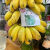 鲜以优禁止蕉绿整串带杆小米蕉芭蕉办公室水培插花工位绿植水果赠随机卡 一串带杆 7斤 -9斤（3-5把蕉）赠卡
