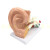 大耳模型人耳解剖模型内耳朵结构造听觉耳鼻喉科展示教学模型 5倍放大耳朵3倍件