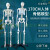 170CM人体骨骼模型教学瑜伽骨架带神经脊柱可弯曲关节韧带 170cm骨骼（有神经）