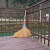 竹扫把 竹扫把农村老式竹丝扫帚笤帚户外庭院环卫通用大扫把扫院子JYH 皮扎竹丝1.4+棕绳毛