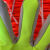 加厚耐磨防油防水帆布手套工地机械维修【荧光绿和荧光红】 十副装颜色随机