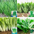 中梦12种蔬菜种套餐播种室内阳台绿植盆栽庭院农家蔬菜种子组合装 小葱