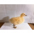 山鸡母鸡野鸡标本模型科学实验动物标本鸟类摆件客厅展览装饰品 山鸡模型