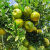 格沃斯（GEWOSI）新鲜采摘绿皮芦柑云南芦柑酸甜口感有籽芦柑农家 10斤中果带箱装