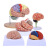 鸣固   脑模型脑功能区域色分模型 人体大脑解剖模型 人脑动脉构造脑神经模型 自然大脑-32个标识款