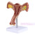 子宫模型 卵巢 阴道 女性内外生殖器官模型 生殖科妇科演示 卵巢子宫 有图解