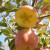 果农侠A新疆苹果冰糖心苹果 红富士新鲜丑苹果时令水果脆甜合家欢 彩箱单果80-85mm净重8.5斤