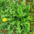 大叶蒲公英种子食用野菜婆婆丁种子药用种子四季播种多年生种植种籽简雪 蒲公英种子3000粒