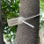 定制一次性园林苗木锁扣打号锁标记牌标签标识号苗树扎带塑料封条 白色60长100条