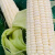 带皮白玉米香糯苞谷玉米棒2024年新鲜老品种生玉米粗粮蔬菜现摘 5斤