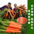九寸三红胡萝卜水果蔬菜萝卜菜籽脆甜春秋季四季田园蔬菜 红胡萝卜种子【特级良种】 原包装2包