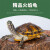 秋颖火焰龟乌龟宽纹红黄腹火焰深水缸混养龟乌龟长寿龟观赏宠物龟素食 3.3斤-3.6斤 可爱 一只